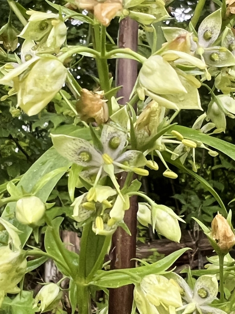 White blooms on a flowering plant