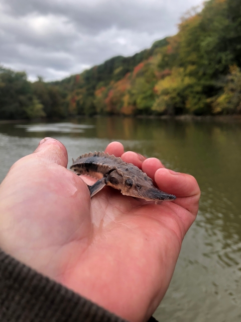 A hand holds a tiny prehistoric-looking fish with a long snout and little ridges along its spine.