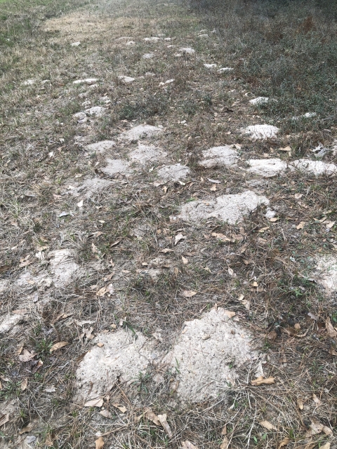 Baird's pocket gopher mounds