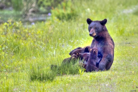 Mother bear (sow) siting upright in green field of grass nursing several cubs