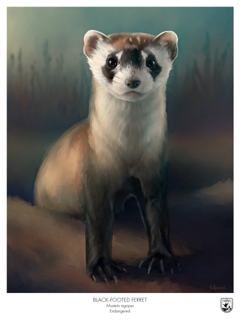 poster of a black-footed ferret coming out of a hole