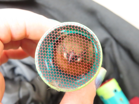 A chestnut-colored bird stuck inside a hair curler