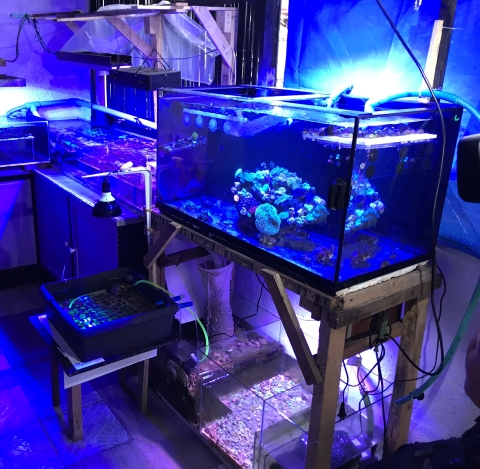 corals in three aquatic tanks under blue light. 