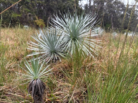 Three small ʻĀhinahina plants.