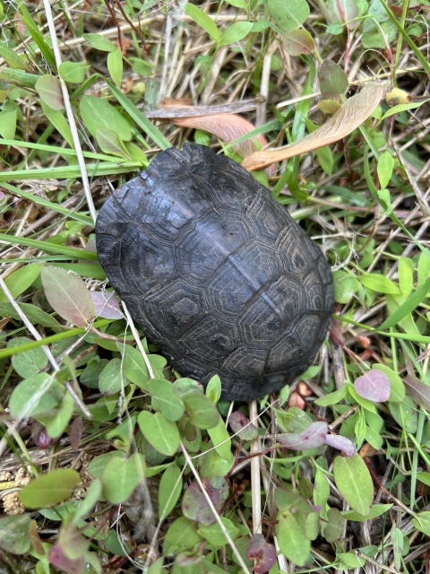 A turtle hides inside its shell