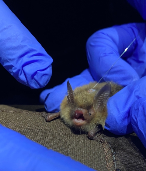 two gloved hands hold a bat with large ears a transmitter