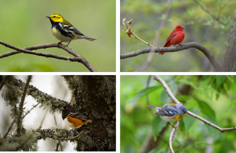 Various birds perched including a black-throated green warbler (Setophaga virens), summer tanager (Piranga rubra), spotted towhee (Pipilo maculatus), and northern parula (Setophaga americana). Photo Credit: Jake Bonello/USFWS 