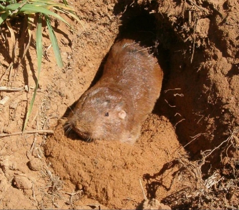 Plains pocket gopher