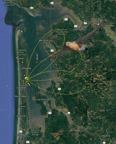 Picture of a map showing triangulation of red knot movement from a Motus tower in Oregon