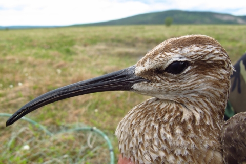 Closeup of a brown and white bird with a long slender curved bill 