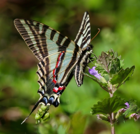 Turquoise, black & yellow striped wings, with red and blue highlights, butterfly, standing on a violet flower at the op fo a green-leafed stalk.