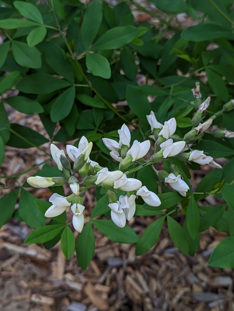 White flowers on a branch with green leaves in the background. 