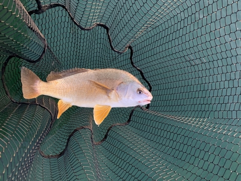 Freshwater Drum: The Great GruntingFreshwater Drum: The Great Grunting  