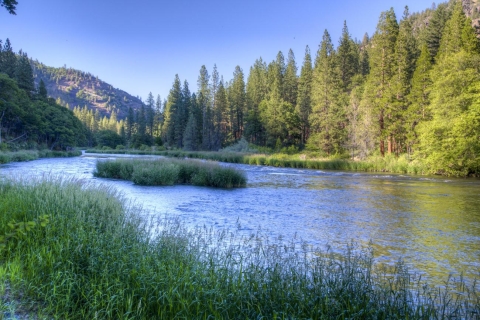 river with trees and plants