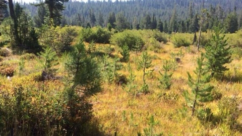 Young conifers growing in a meadow