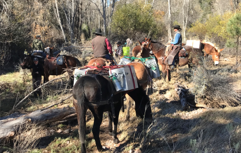 A group of people riding horses