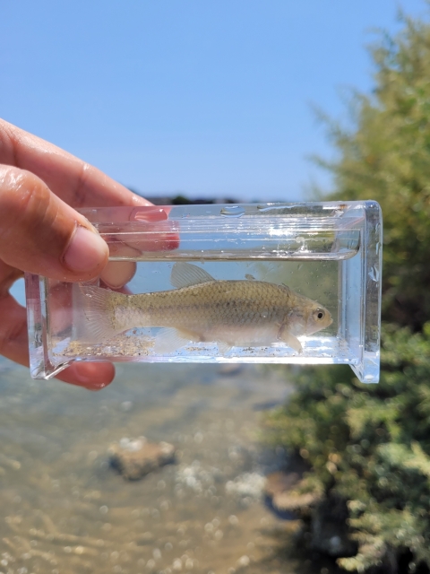 a small fish in a clear aquarium