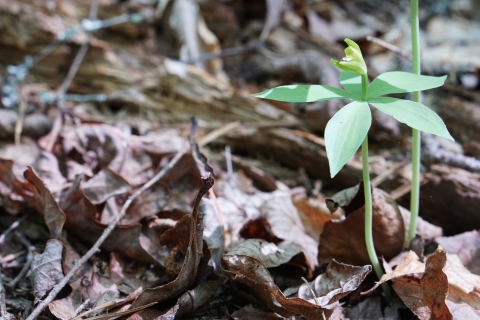 sunlight hits a small green, five-leaved plant on the forest floor