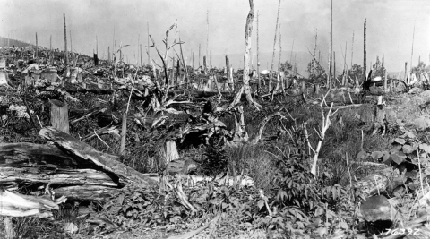 Former forest, now field, covered in logging debris