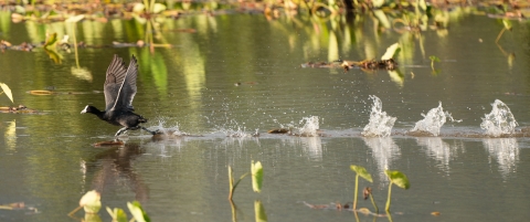 A black bird with a white beak skips across water leaving a trail of equally spaced splashes behind him. 