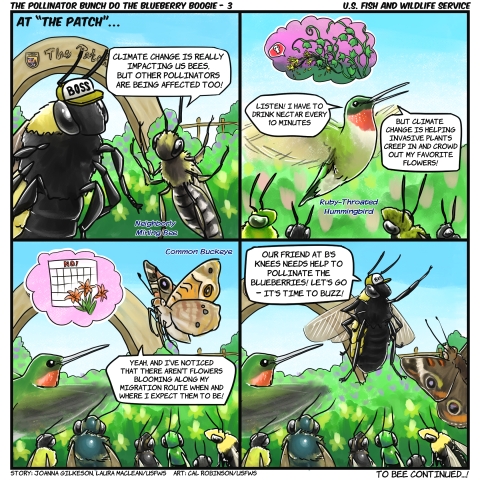 4 grid comic: At “The Patch”. Mining bee says “Climate change is impacting bees and other pollinators too!” A ruby throated hummingbird says to group: “Listen, I have to drink nectar every 10 minutes. But climate change is helping invasive plants creep in and crowd out my favorite flowers!” A common buckeye butterfly says “I’ve noticed that flowers aren’t blooming along my migration route like normal!” Boss says to group “Our friend at B’s Knees needs help pollinating! It’s time to buzz!” 