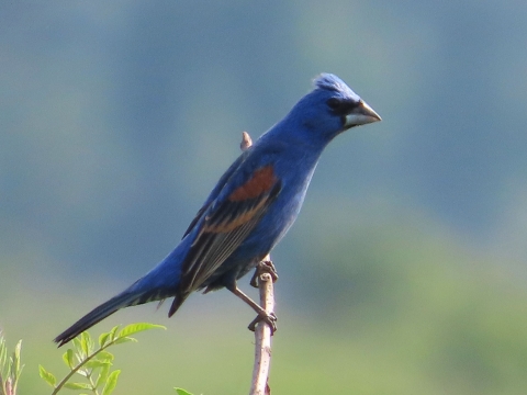 Blue gird with brown & black patterned wings sitting on a branch