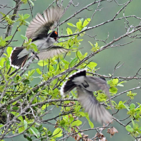 Eastern kingbirds in flight