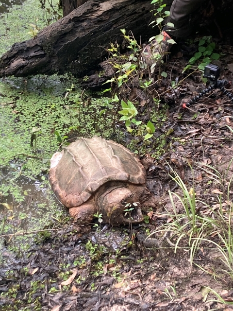 Alligator snapping turtle