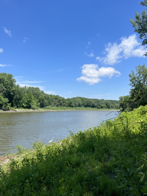 Side view of a river surrounded by trees with green leaves