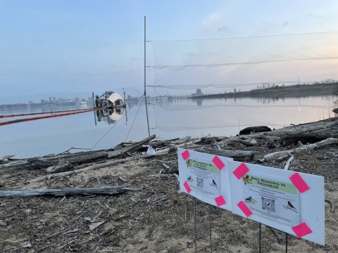 Mist net on shore with Baltimore skyline in background