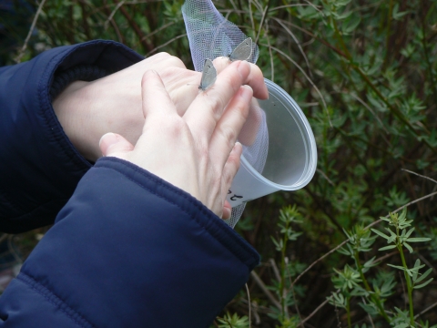 Two Palos Verdes blue butterflies sit on a person's hand in preparation for release into the wild.