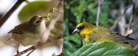 On the right ‘akeke’e standing on branch. On the left ‘akikiki feeding on flower nectar.