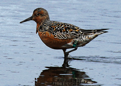 Artistic photo of rosealarii red knot standing in water