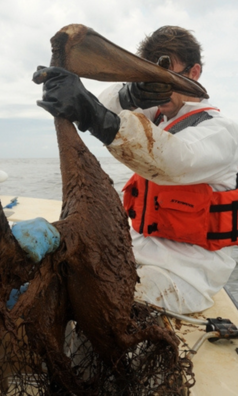 Jeff Phillips wears a life vest and holds up an injured brown pelican covered in oil after the 2010 Deepwater Horizon Oil Spill. 