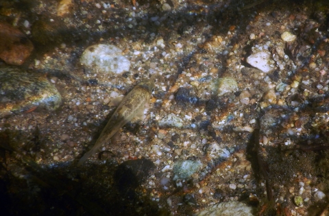 Adult Santa Ana sucker fish blending in with the cobble river bottom.