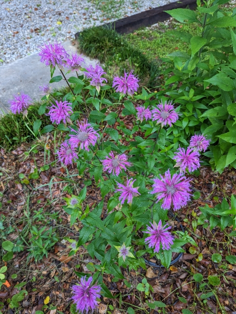 Multiple purple flowers on a Eastern Bergamot plant