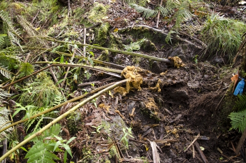 Uprooted ferns lay on ground near bare soil upturned by feral pigs. 