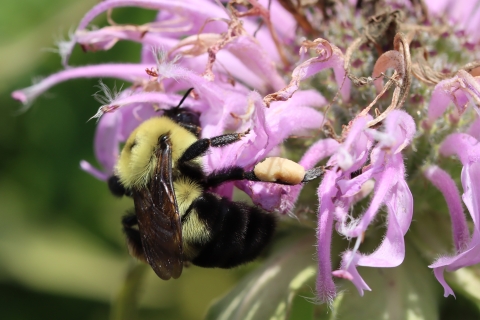 Cuckoo Bumble Bees: Important Species for Diverse Ecosystems