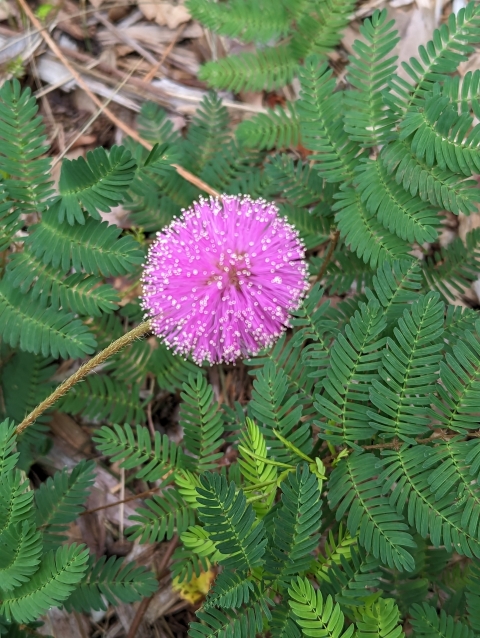 Pink globe shaped flower