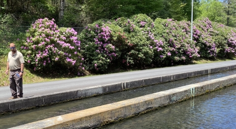 A man walks alongside of a fish pond.