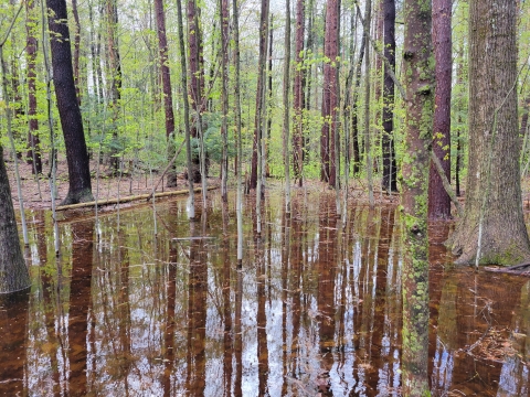 A forest with pooled water