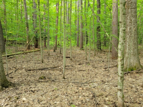 A forest with dry ground