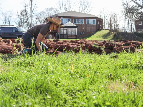 Lone person rolling up a length of sod. Grass in foreground, rolled sod in the background.