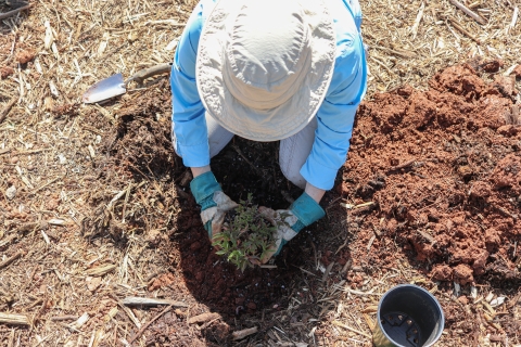 Person kneeling down putting a plant in the hole in the ground