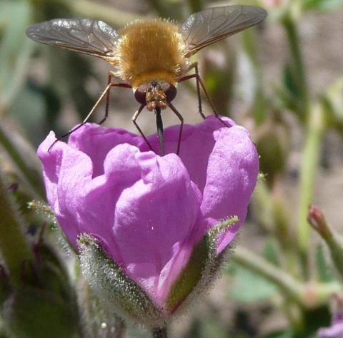 A close up of a bee can be seen on the top of a purple flower