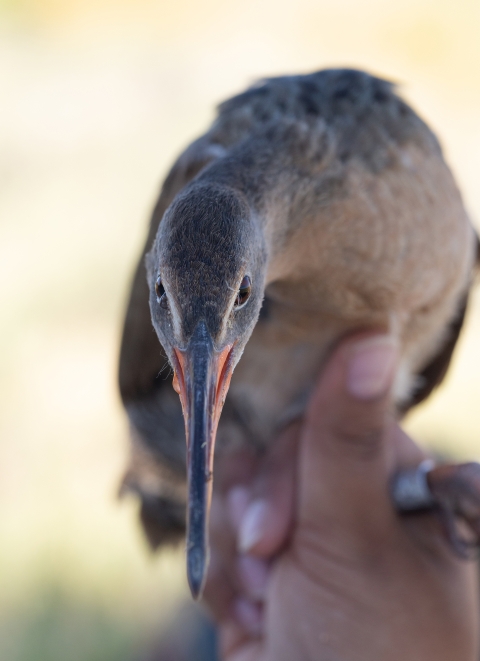 a hand holding a bird