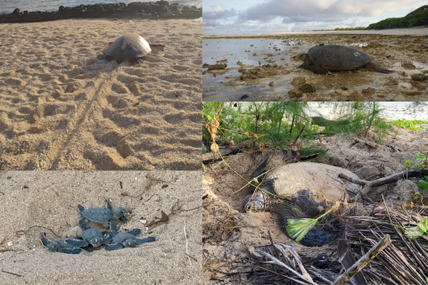 A collage of green sea turtles along the beaches of the Pacific. Each one is from either the CNMI, Guam, Hawaii, or Rose Atoll near America Samoa.