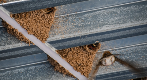 An adult cliff swallow flies to feed a nestling that’s inside a mud daub nest. The nests are built into metal rafters at Valle de Oro National Wildlife Refuge.