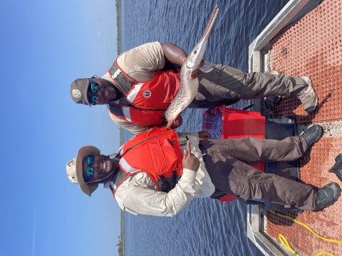 Biologists displaying longnose gar