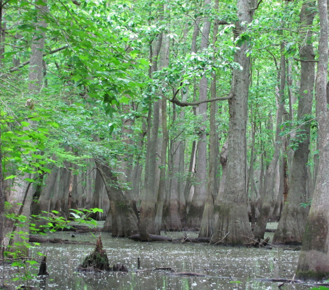 Thick-trunked trees with leafy green foliage grow out of standing water